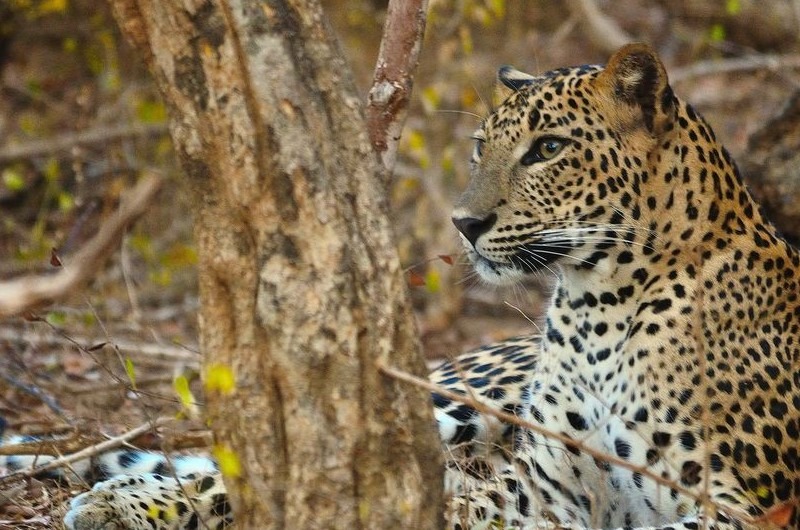 A leopard inside Yala National Park