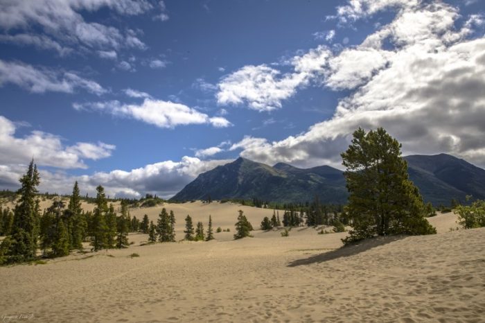 , Carcross Desert, Canada, one of the beautiful deserts in the world