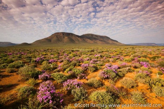 Tankwa Karoo, South Africa,one of the beautiful desert in the world