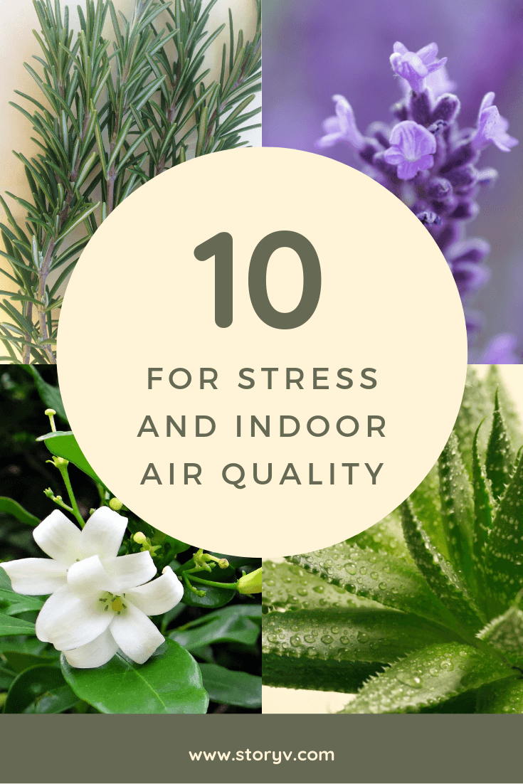 10 Houseplants For Stress And Indoor Air Quality