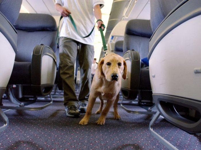 Pets on planes 