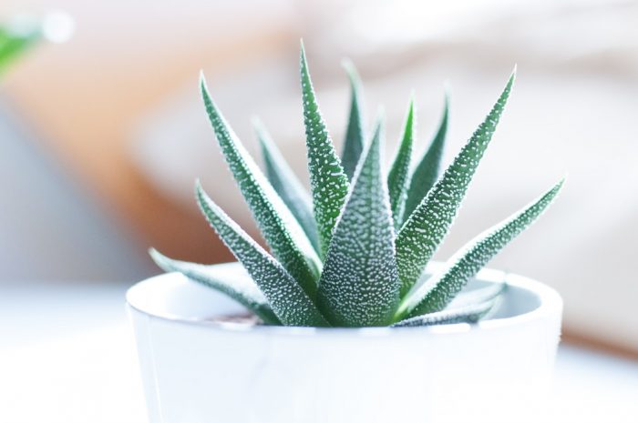 Aloe vera is one of the most popular houseplants 