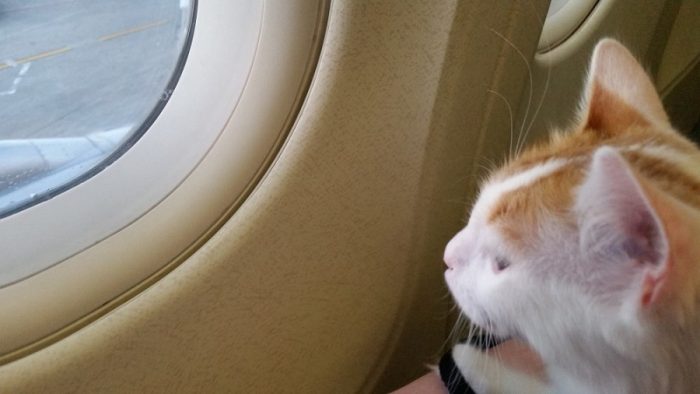 Pets on airplanes 