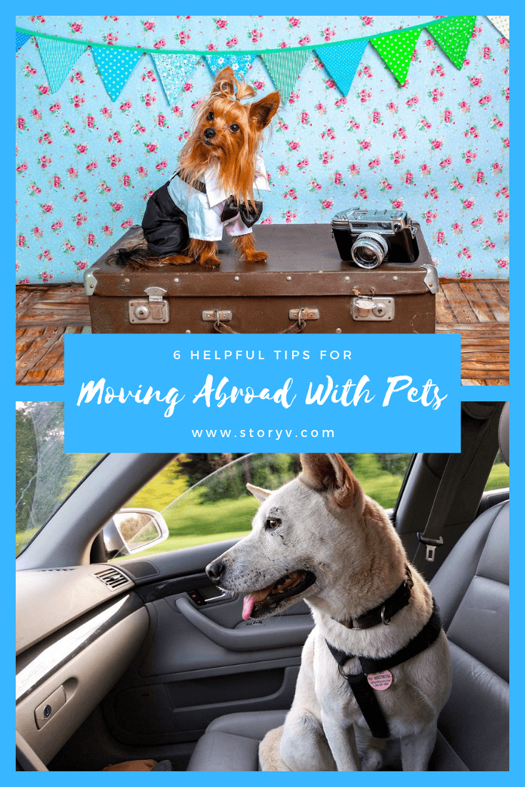 6 Helpful Tips For Moving Abroad With Pets