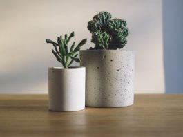 10 Houseplants For Stress And Indoor Air Quality