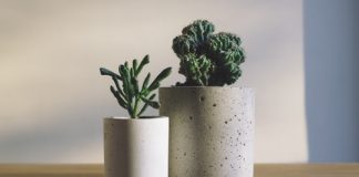 10 Houseplants For Stress And Indoor Air Quality