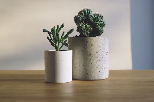 10 Houseplants For Stress And Indoor Air Quality