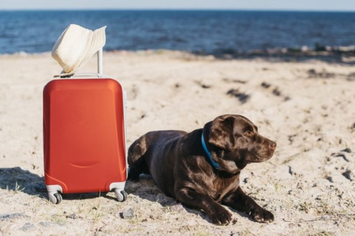 Traveling with Pets: 9 Things You Need to Know