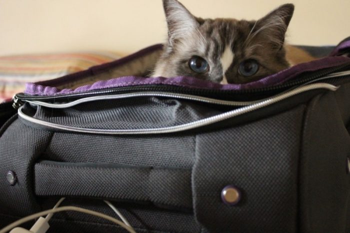 Traveling with Pets: 9 Things You Need to Know