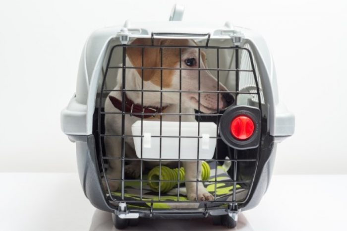 Traveling with Pets: 9 Things You Need to Know