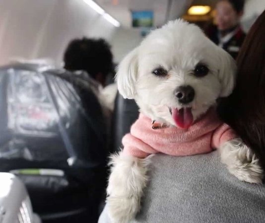 traveling with pets