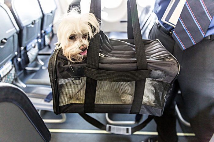 Traveling with Pets: 9 Things You Need to Know
