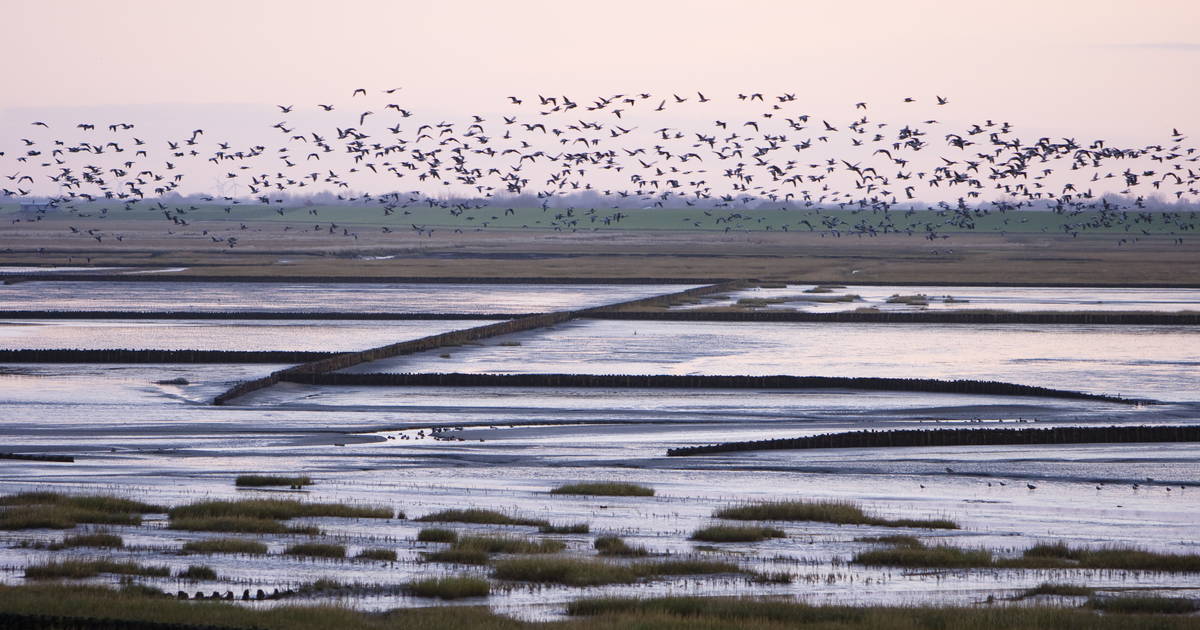 Wadden Sea is one of the 7 underrated places to visit in the Netherlands.