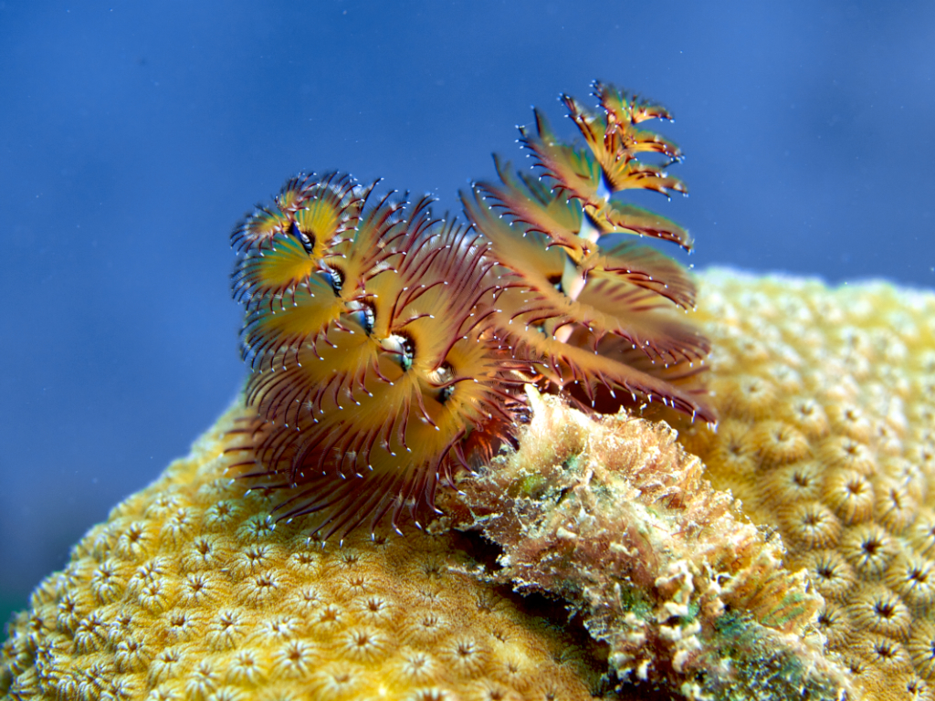 See 5 Strangest Looking Marine Animals in the World