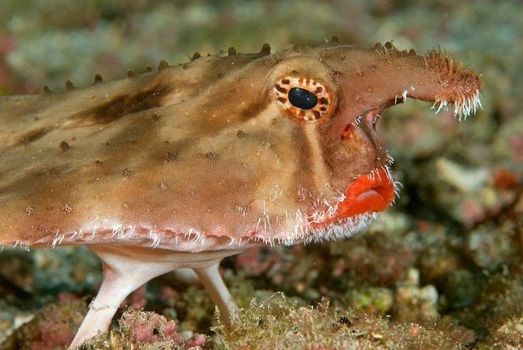 See 5 Strangest Looking Marine Animals in the World