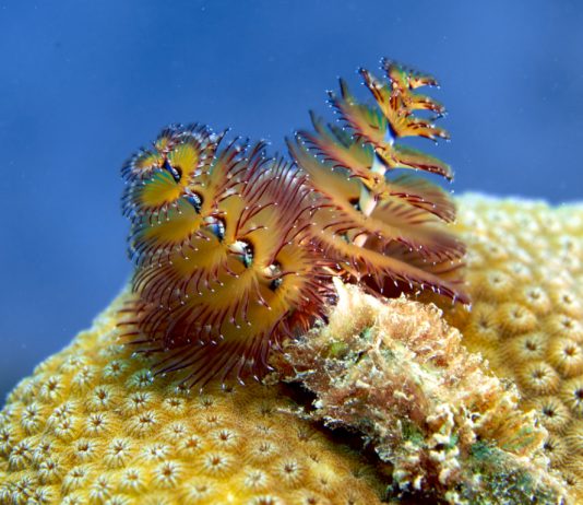 See the Strangest Looking Marine Animals in the World