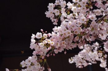 sakura-5248955_640