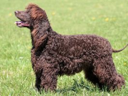 Hypoallergenic Dog Breeds to Consider for the Family