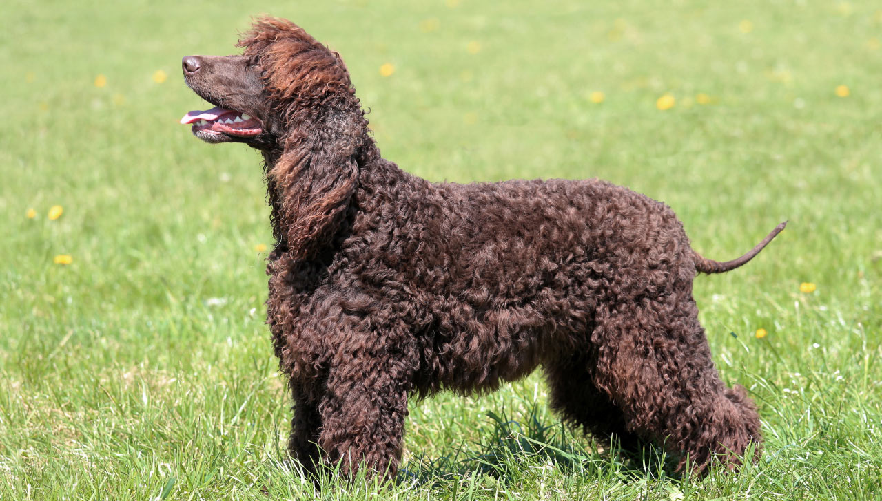Hypoallergenic Dog Breeds to Consider for the Family