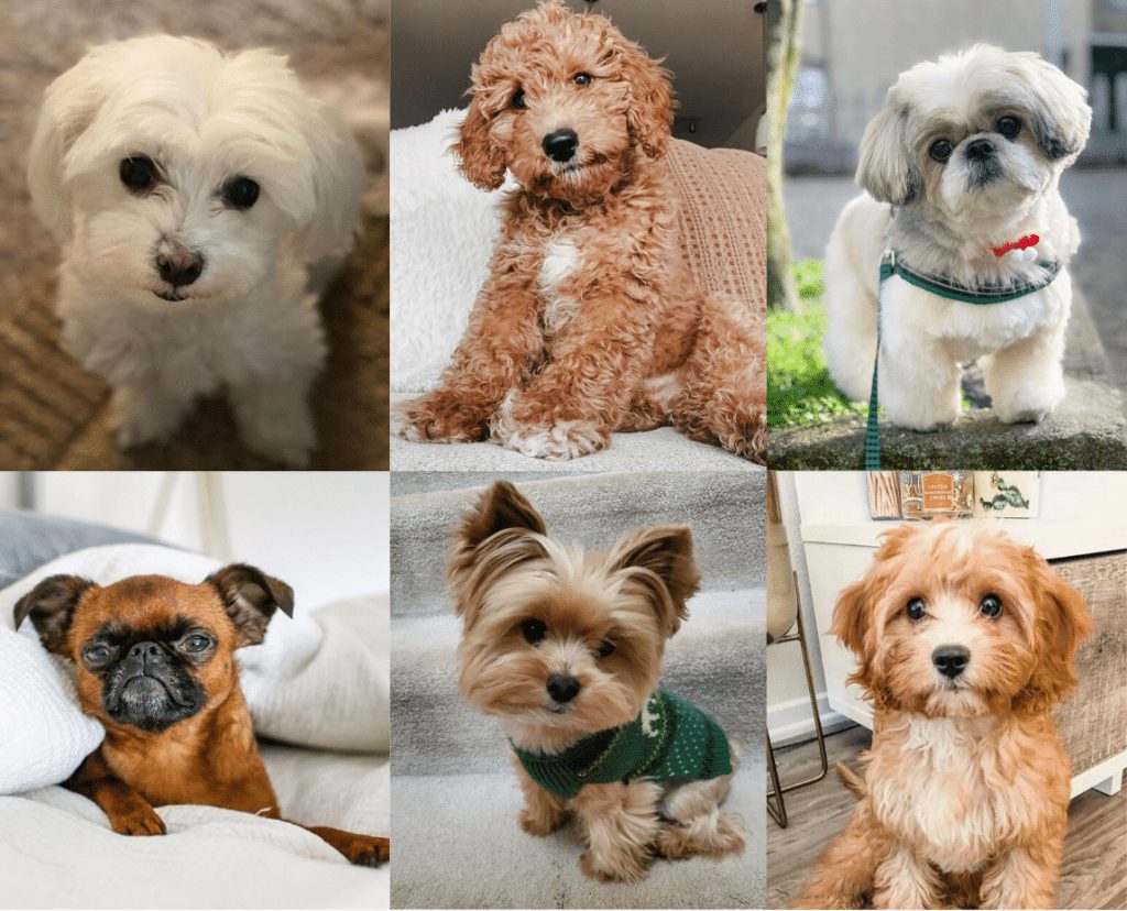 Hypoallergenic Dog Breeds to Consider for the Family