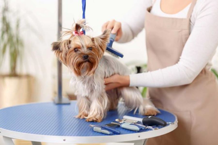 Dog Fur Grooming Tips to Be Aware Of
