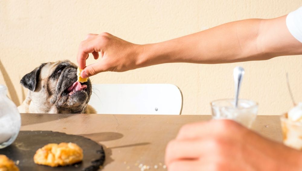 Things Dogs Can Eat from the Human Table