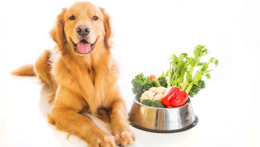 Things Dogs Can Eat from the Human Table