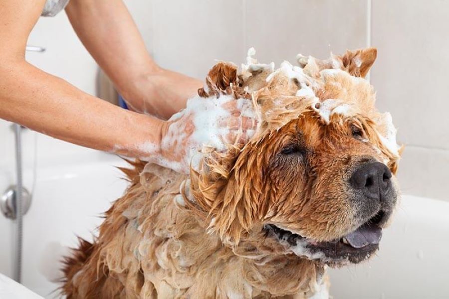 Dog Fur Grooming Tips to Be Aware Of