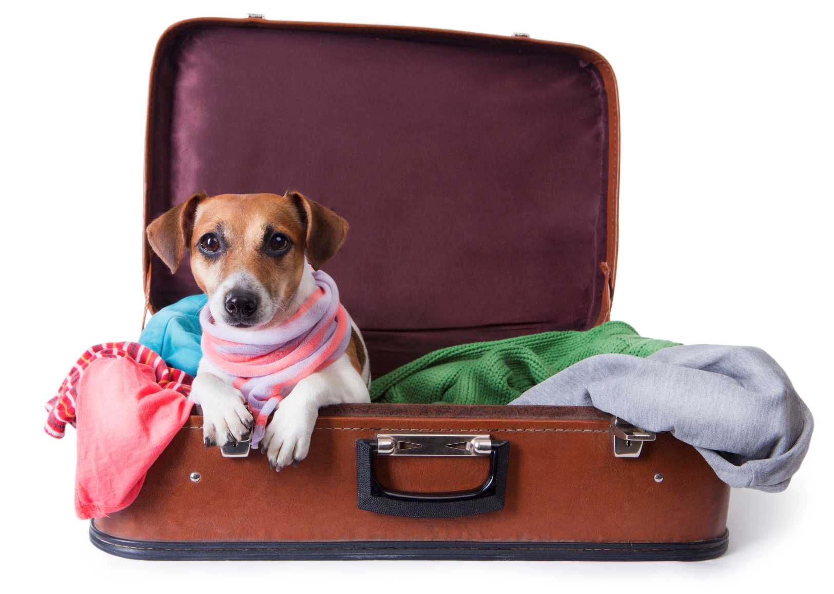 Tips for Taking the Family Pet on Vacation