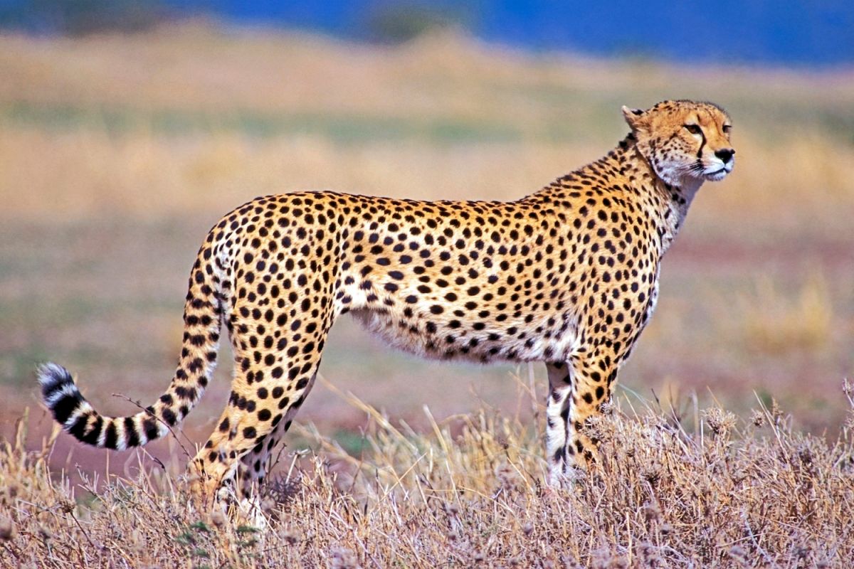 Discover Some of the Fastest Animals in the World