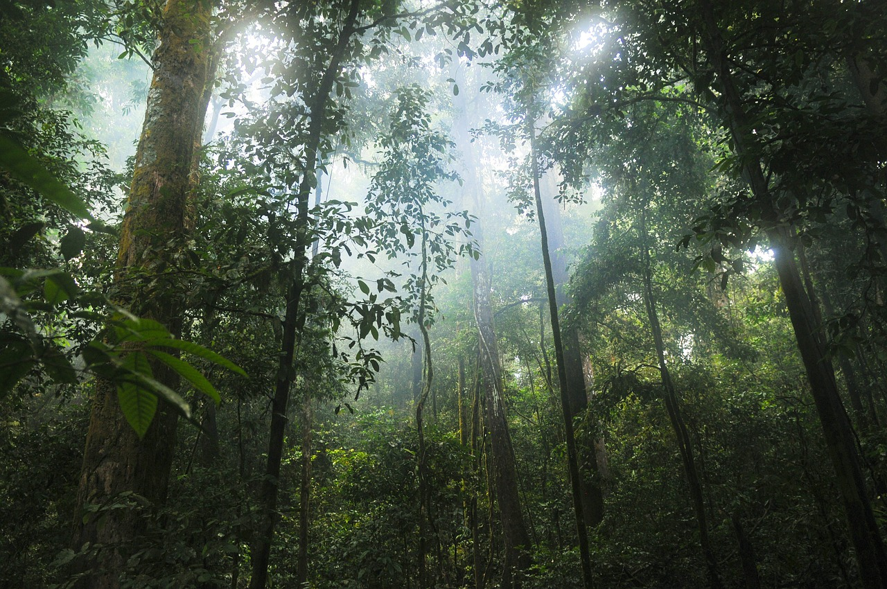These Are the Best Rainforests to Visit in the World