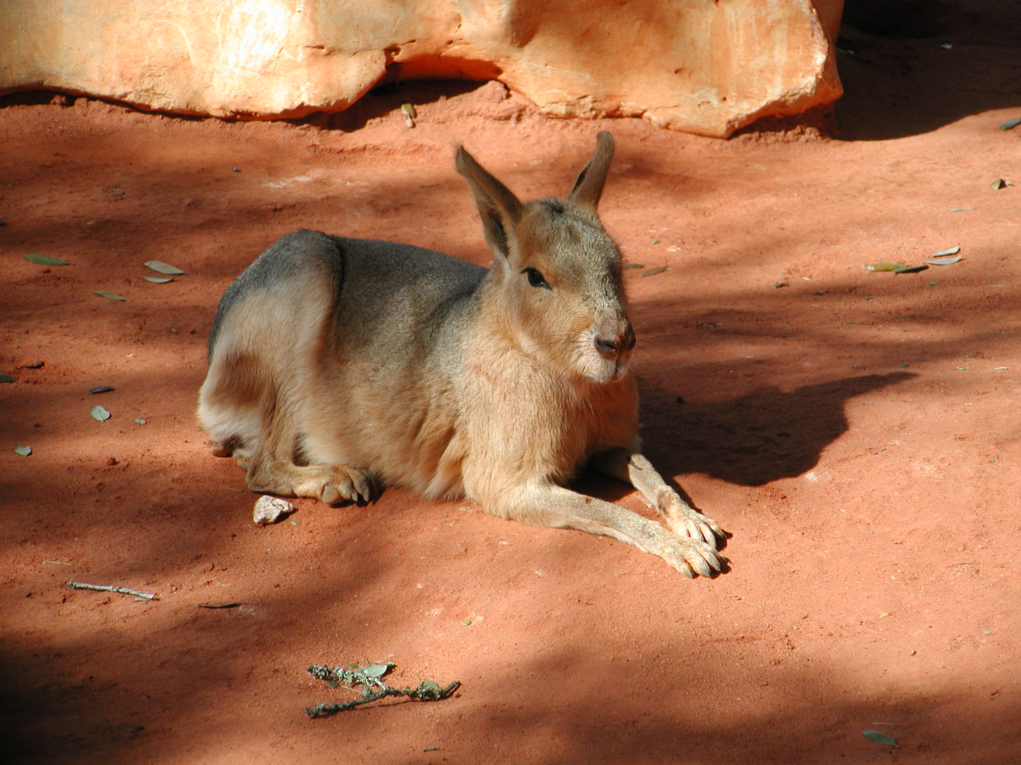 See the 10 Animals that Were Raised by People