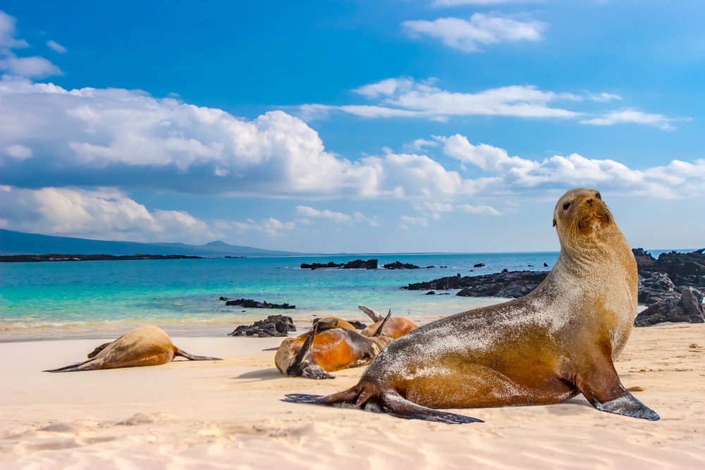 Check Out the Exciting Marine Life of the Galápagos Islands