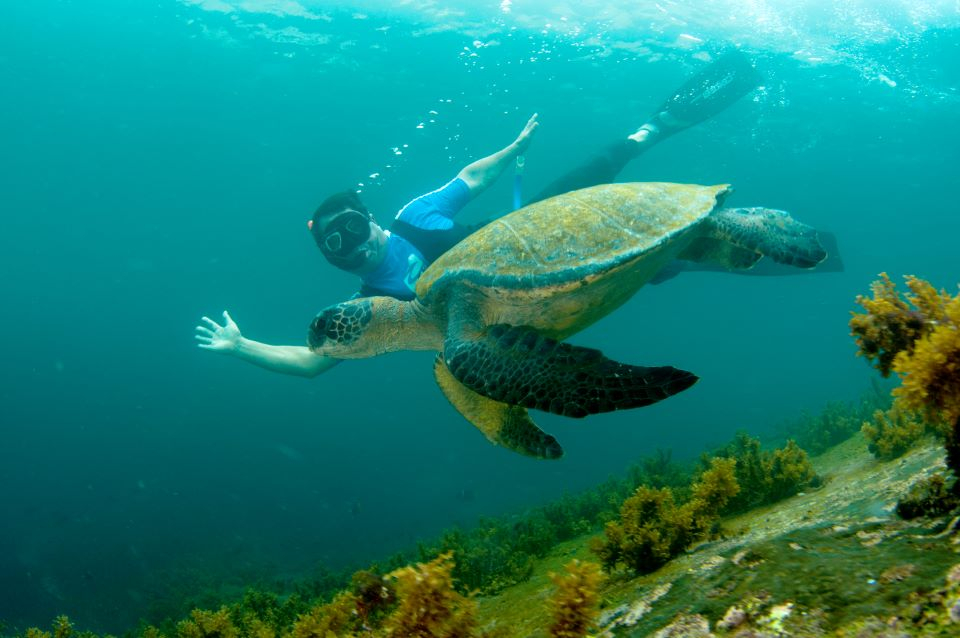 Check Out the Exciting Marine Life of the Galápagos Islands