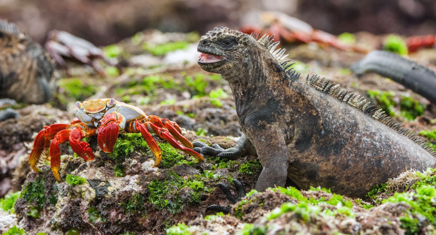 Check Out the Exciting Marine Life of the Galápagos Islands