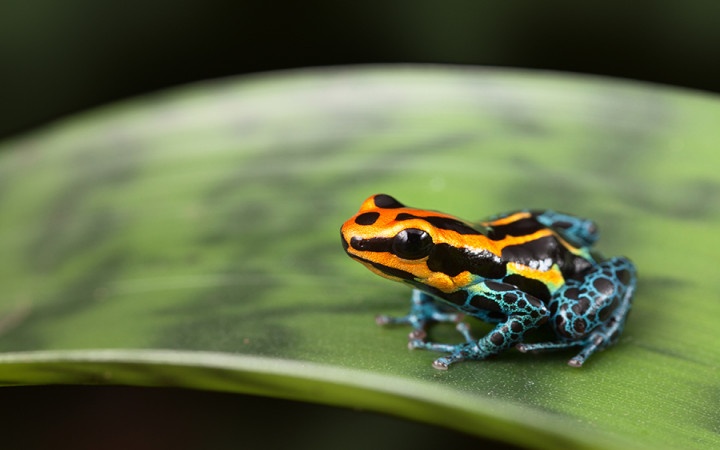 10 Animals to Look Out for in the Rainforest