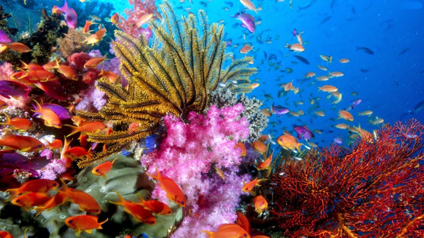 The Best Places to Scuba Dive Around the World