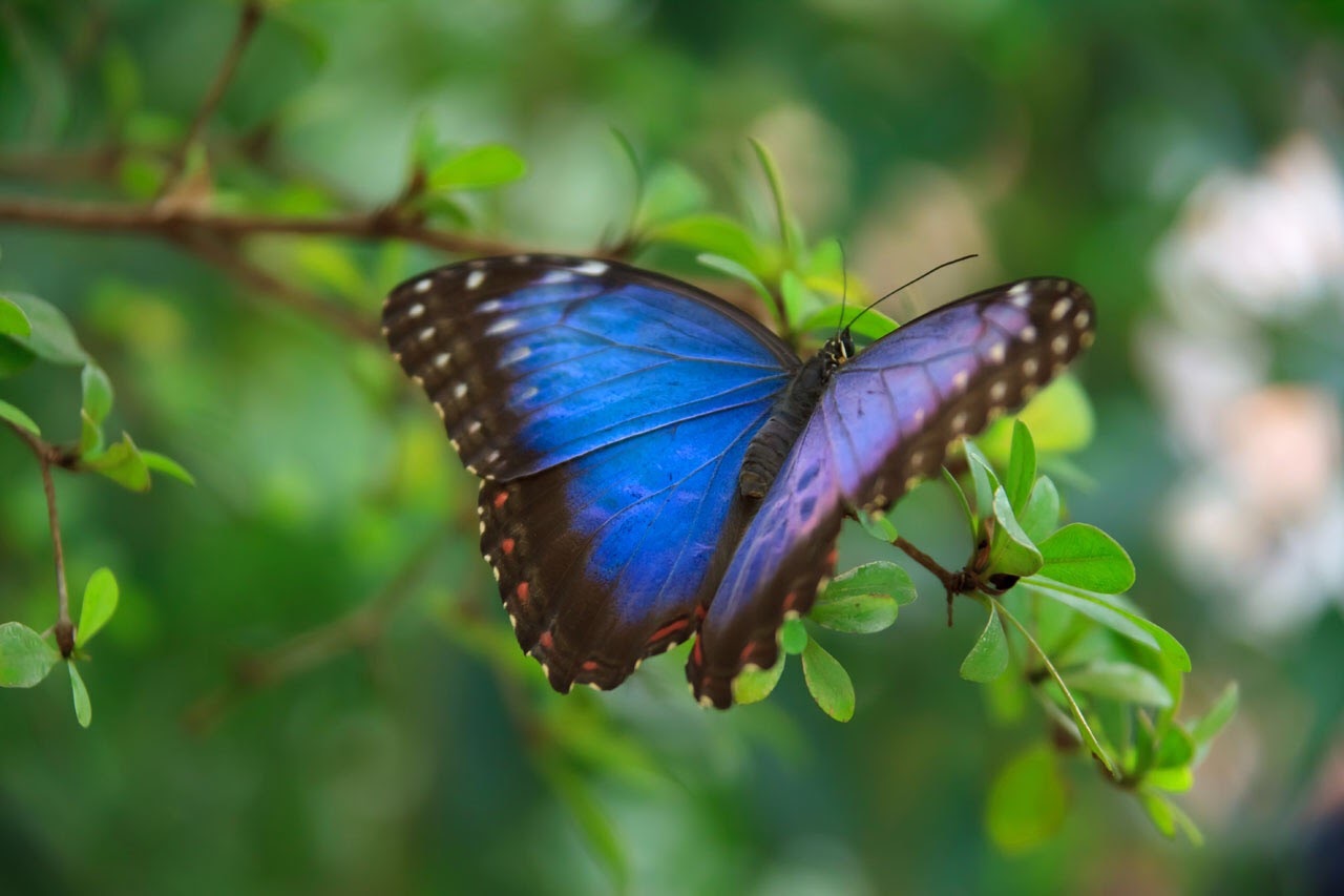 10 Animals to Look Out for in the Rainforest