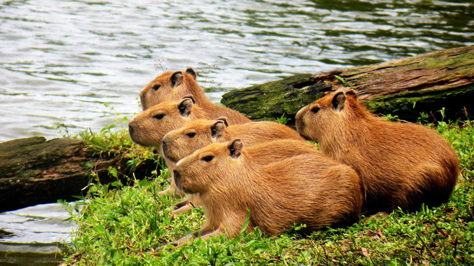 10 Animals to Look Out for in the Rainforest