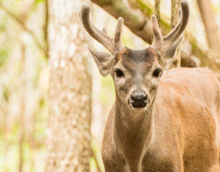 10 Animals to Look Out for in the Rainforest