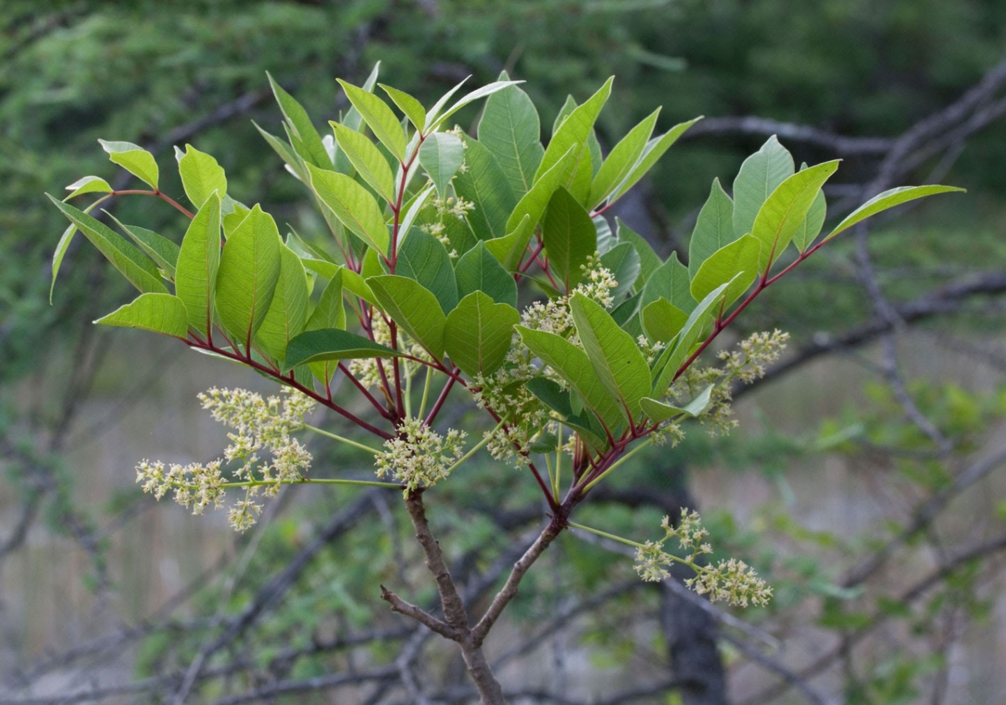 Poisonous Plants To Avoid When Camping In The US