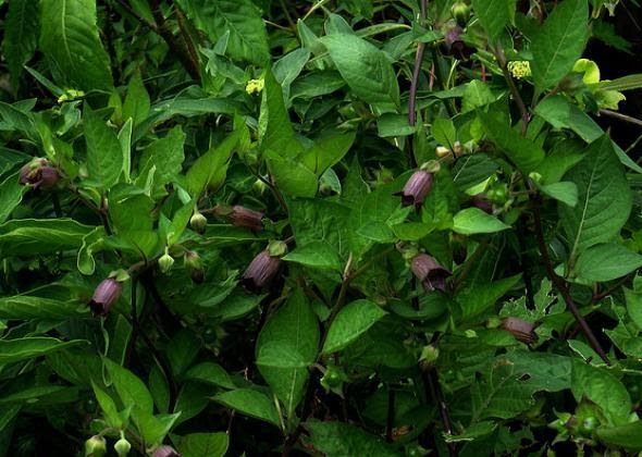 Poisonous Plants To Avoid When Camping In The US
