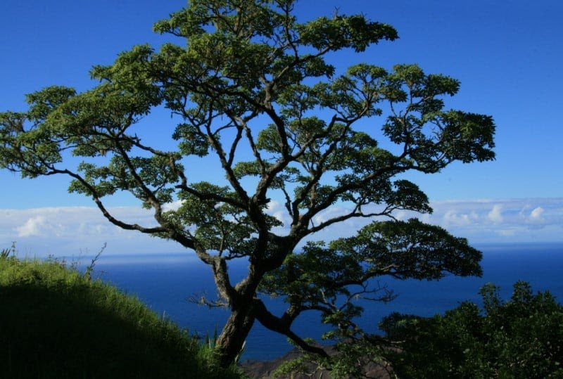 The Rarest Trees In The World And Where To Find Them
