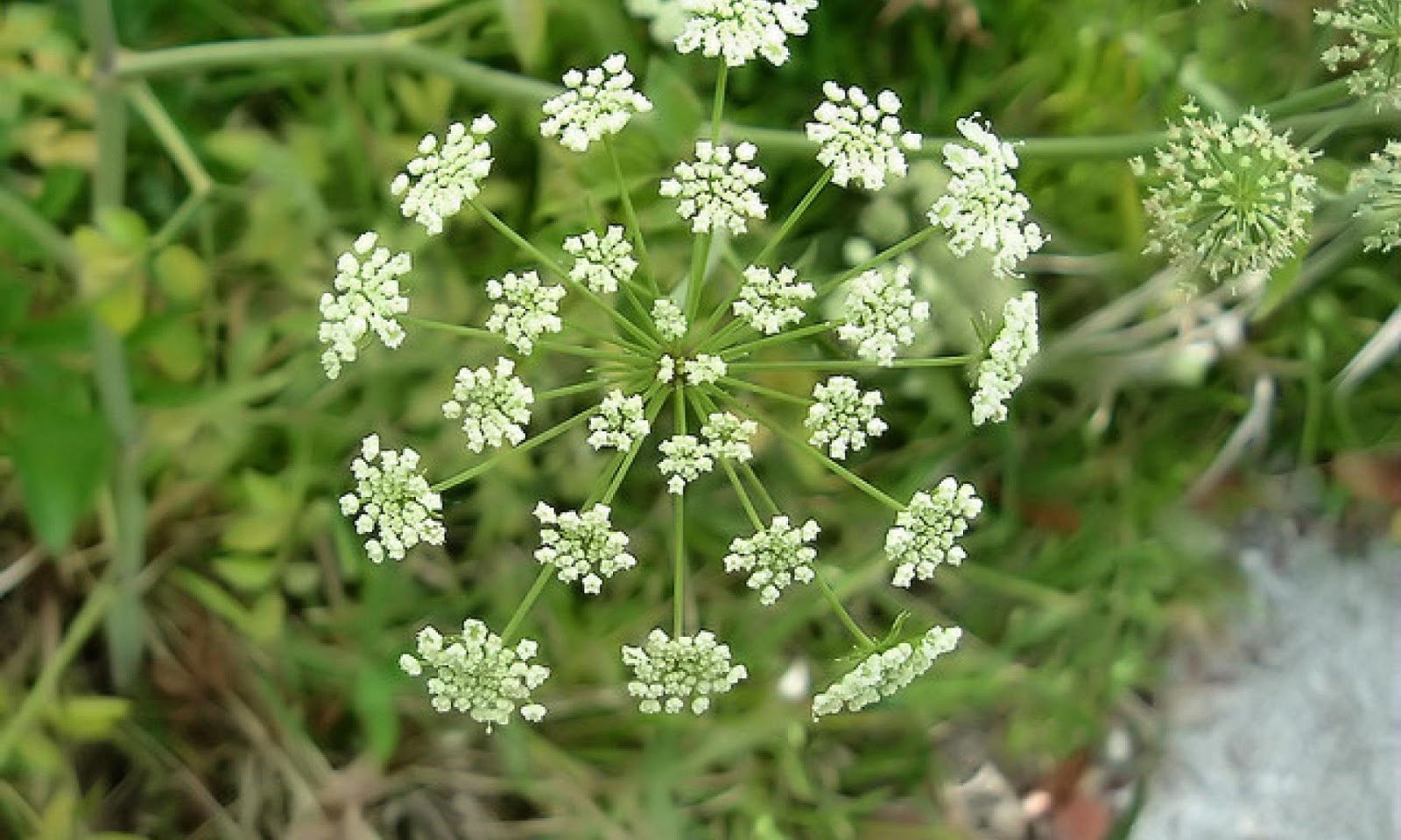 Poisonous Plants To Avoid When Camping In The US