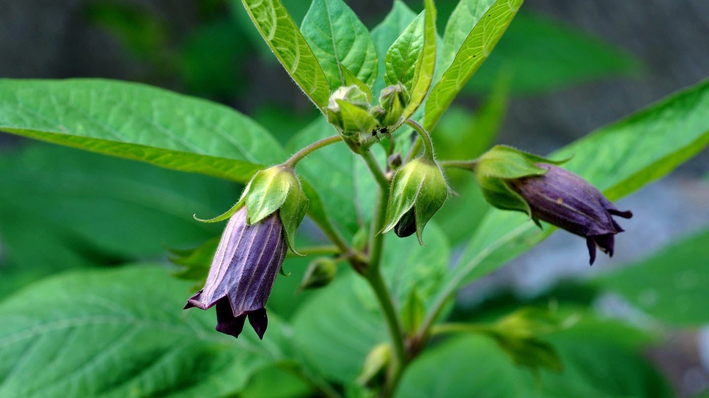 Poisonous Plants To Avoid When Camping In The US