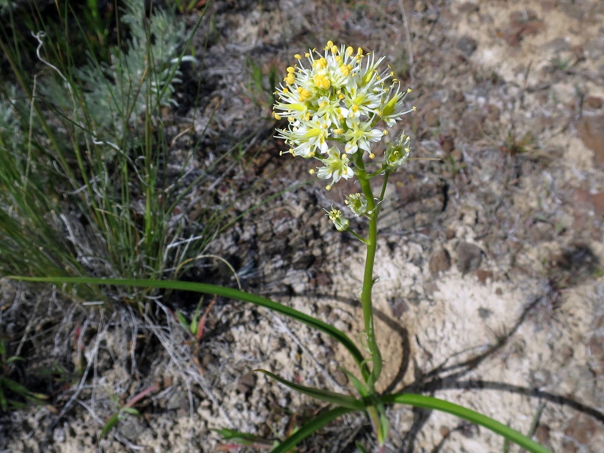 Poisonous Plants To Avoid When Camping In The US