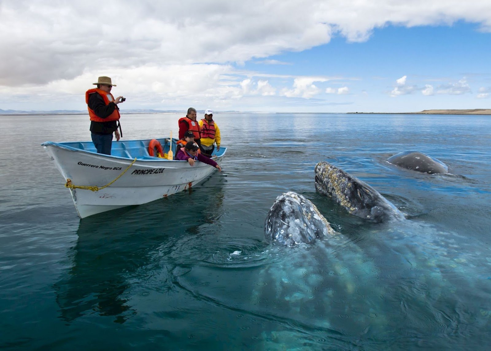 The Best Places In The World For Whale Watching