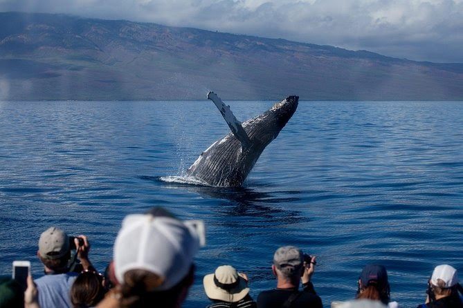 The Best Places In The World For Whale Watching