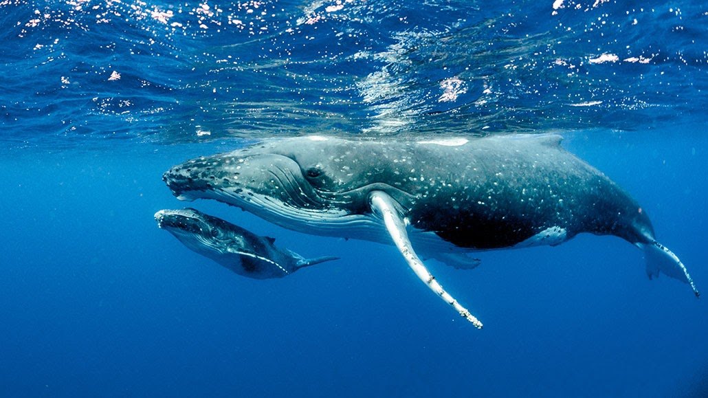 The Best Places In The World For Whale Watching