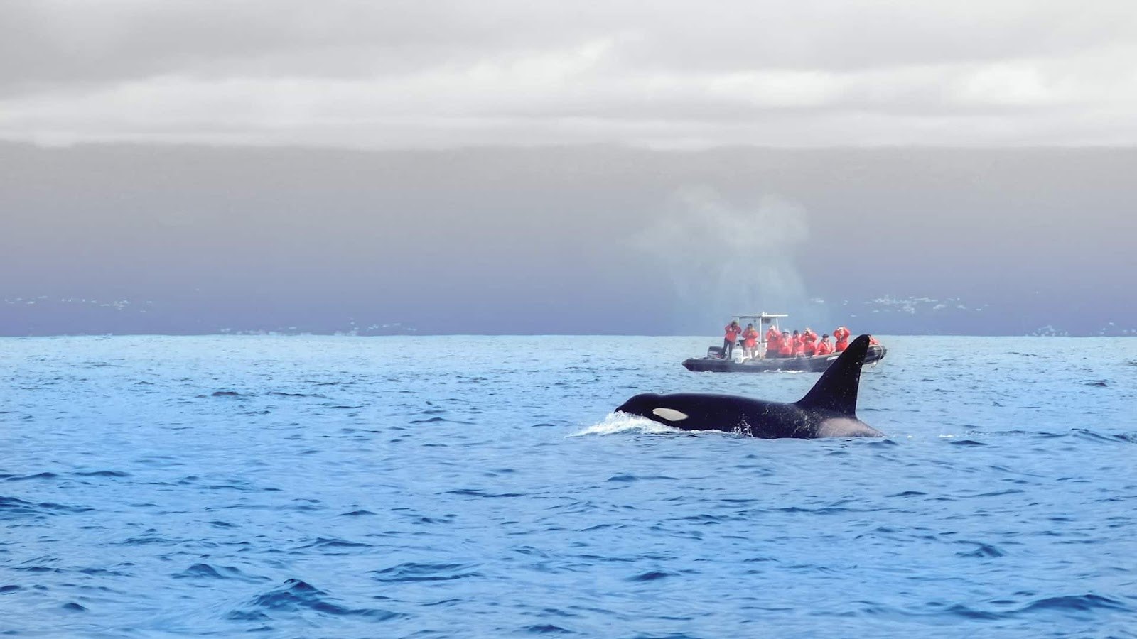 The Best Places In The World For Whale Watching